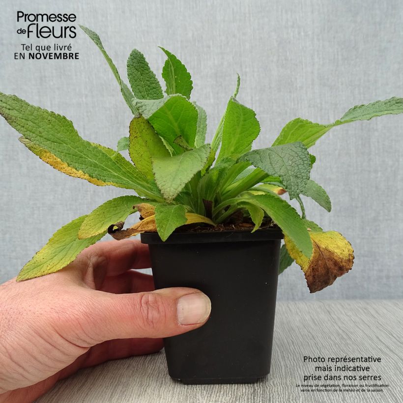 Example of Roter Fingerhut - Digitalis purpurea Kleine Töpfe von 8/9 cm as you get in automne