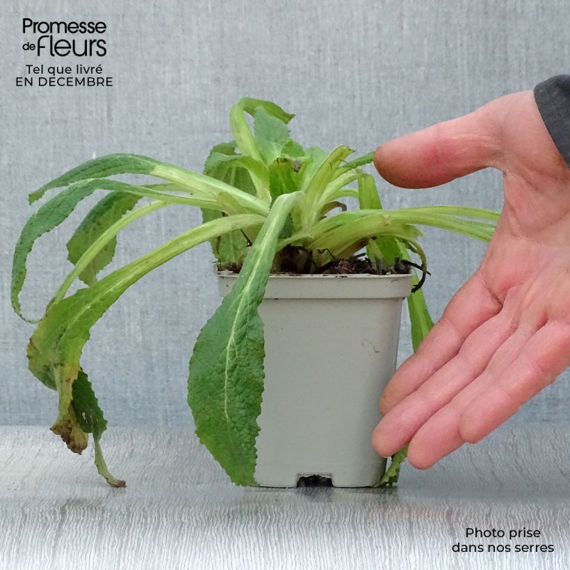 Exemplar von Roter Fingerhut - Digitalis purpurea Kleine Töpfe von 8/9 cm wie im Winter geliefert