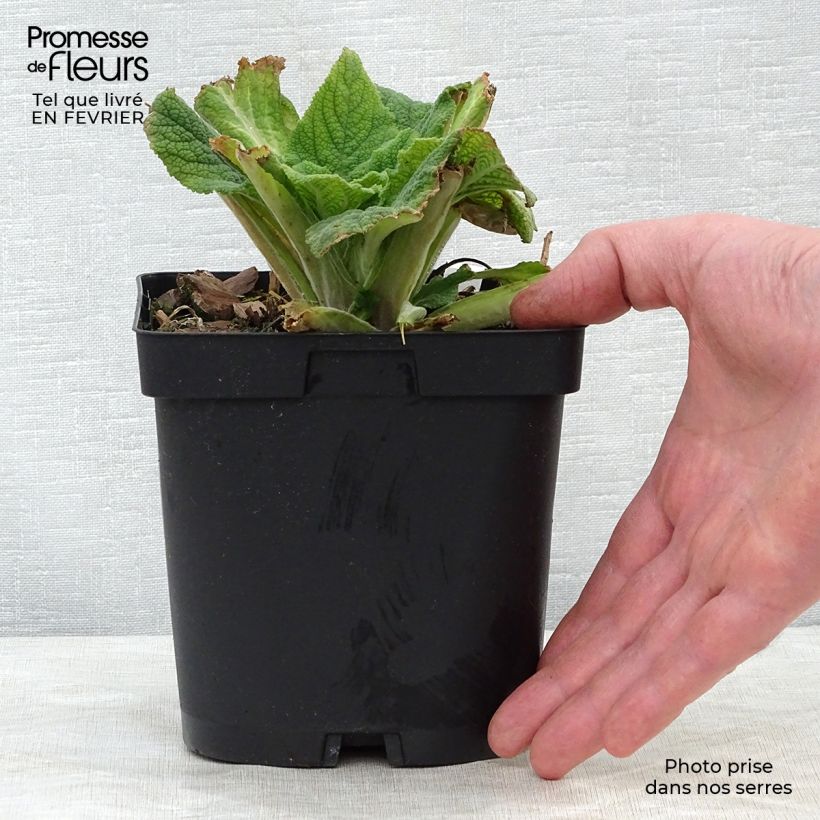 Example of Roter Fingerhut - Digitalis purpurea Topf mit 2L/3L as you get in hiver