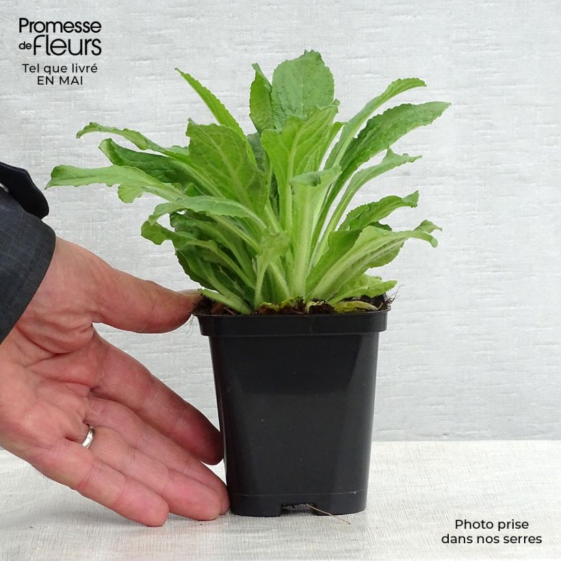 Exemplar von Roter Fingerhut - Digitalis purpurea Kleine Töpfe von 8/9 cm wie im Frühjahr geliefert