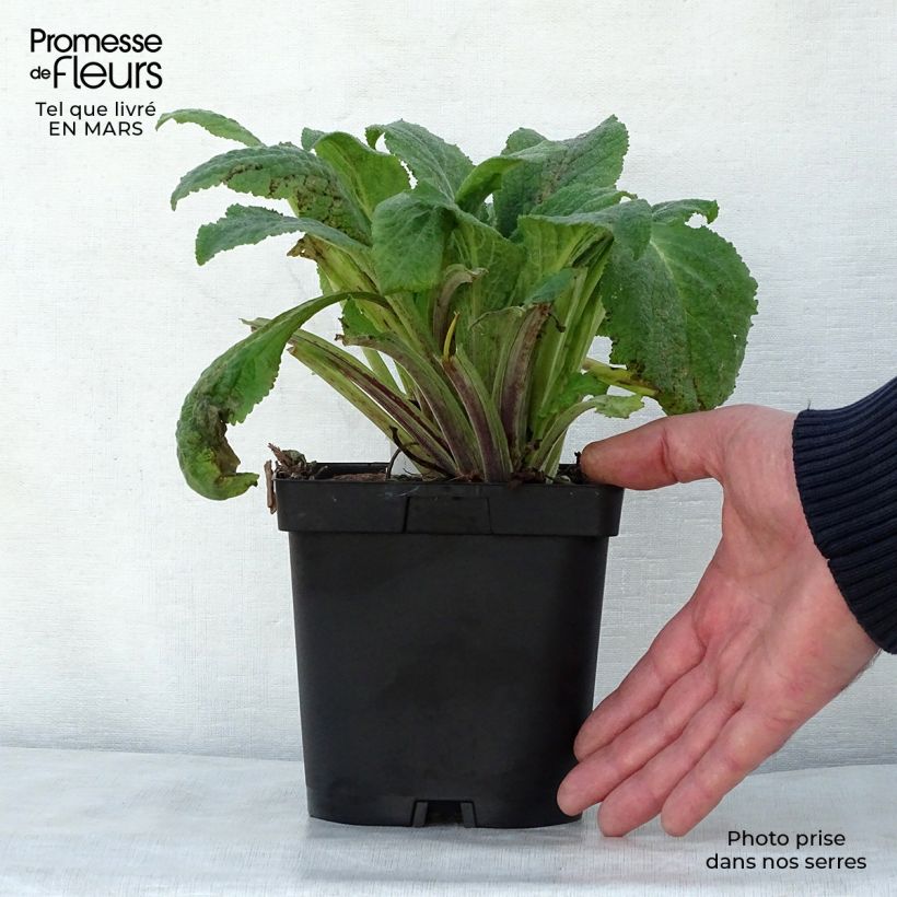 Example of Fingerhut Pam s Choice - Digitalis purpurea Topf mit 2L/3L as you get in printemps