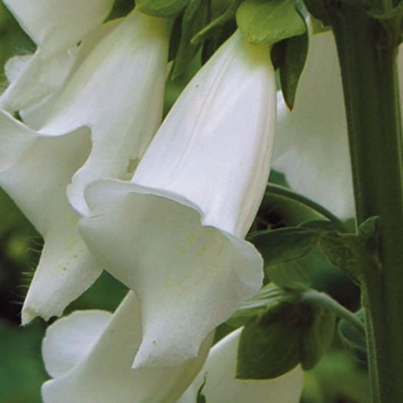 Fingerhut Alba - Digitalis purpurea (Flowering)