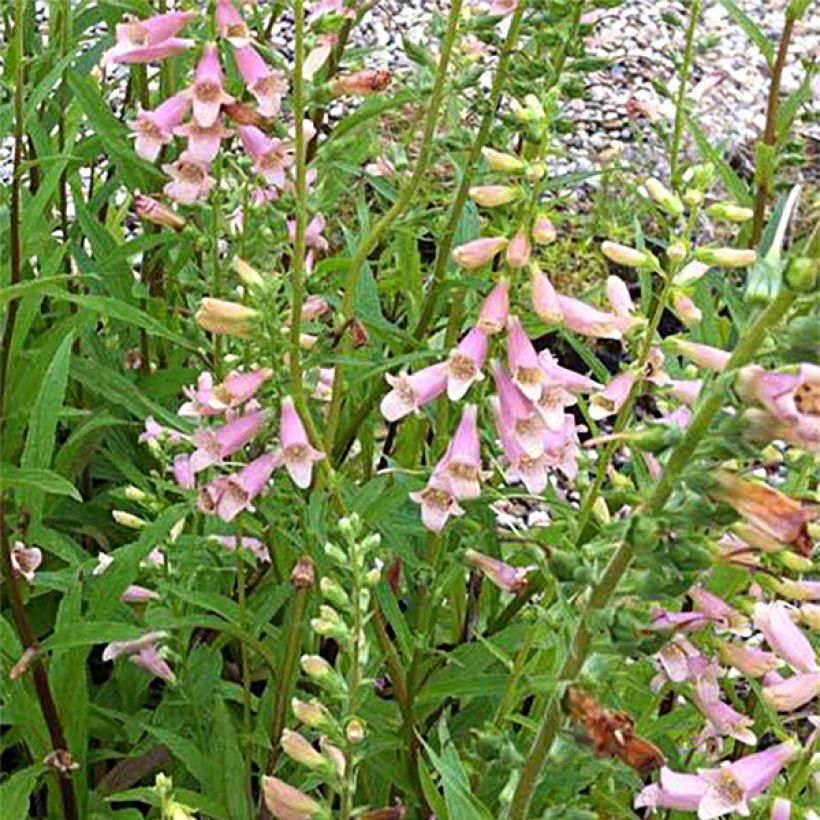 Digitalis Glory of Roundway - Fingerhut (Flowering)
