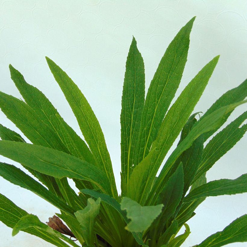Digitalis Glory of Roundway - Fingerhut (Foliage)