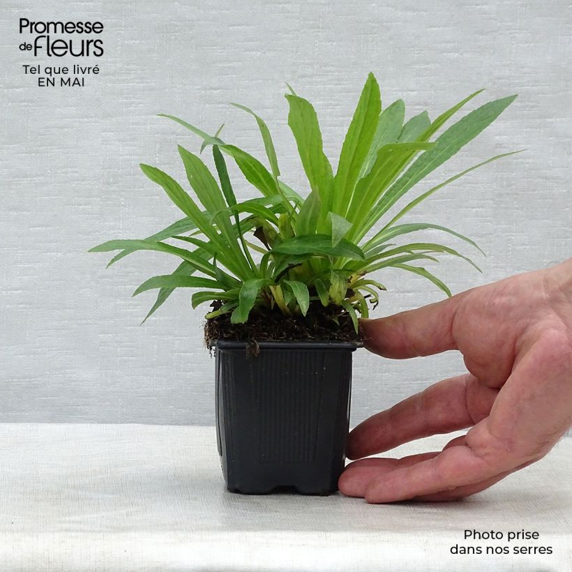 Exemplar von Digitalis Glory of Roundway - Fingerhut Kleine Töpfe von 8/9 cm wie im Frühjahr geliefert