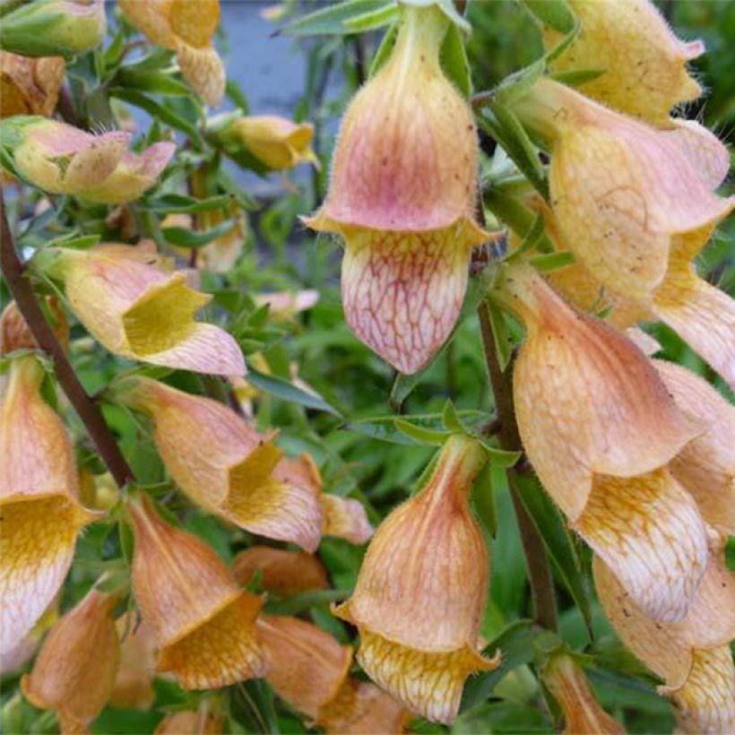 Fingerhut Spice Island - Digitalis (Flowering)