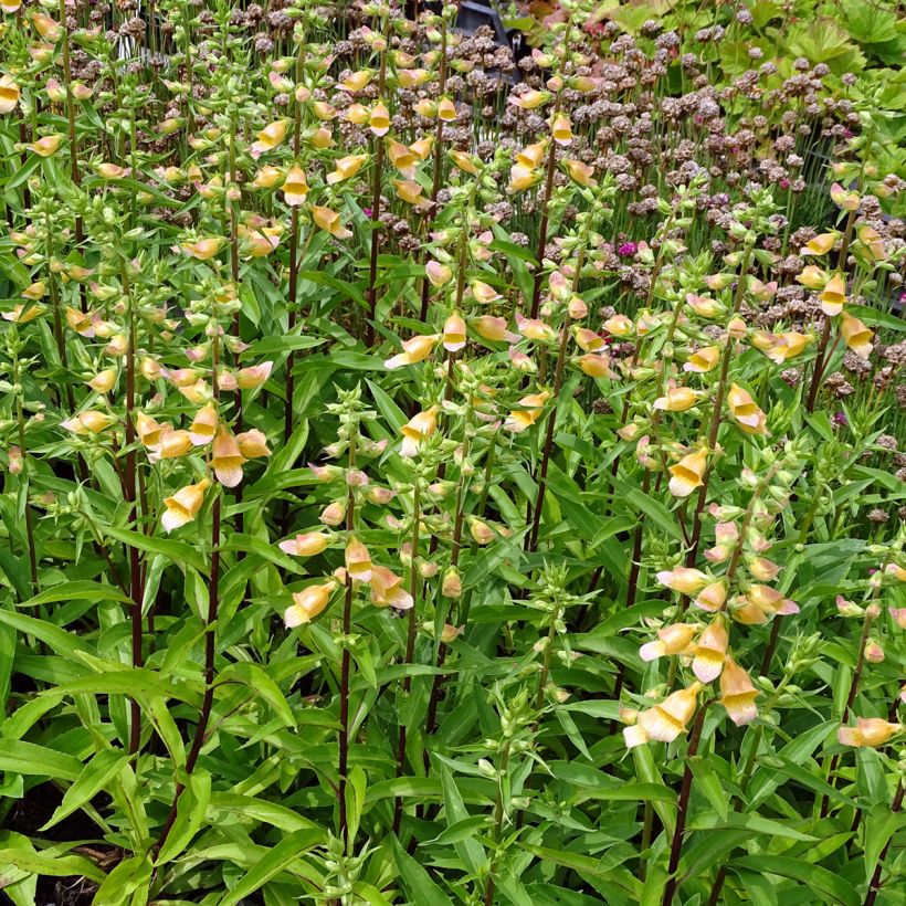 Fingerhut Spice Island - Digitalis (Plant habit)