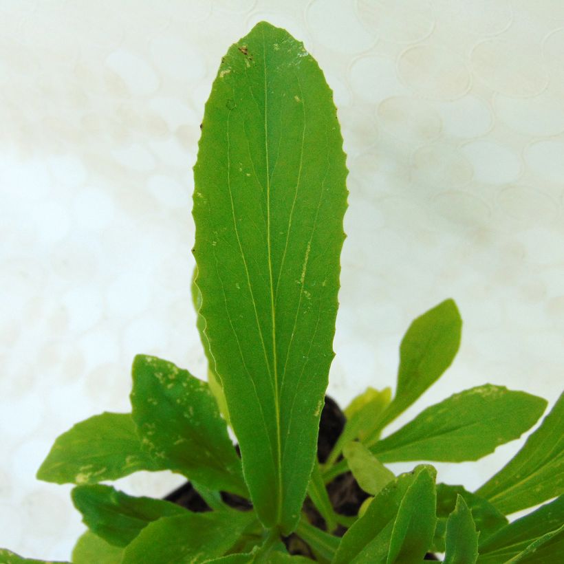 Fingerhut Spice Island - Digitalis (Foliage)