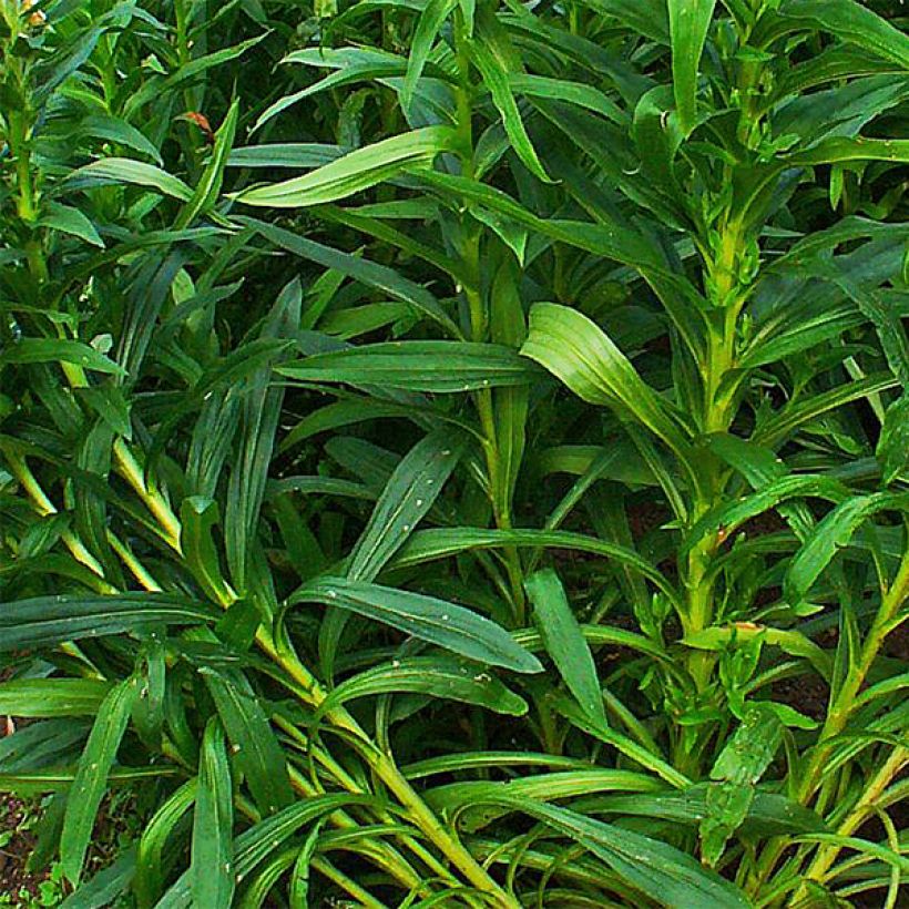 Digitalis ferruginea Gigantea - Rostfarbiger Fingerhut (Foliage)