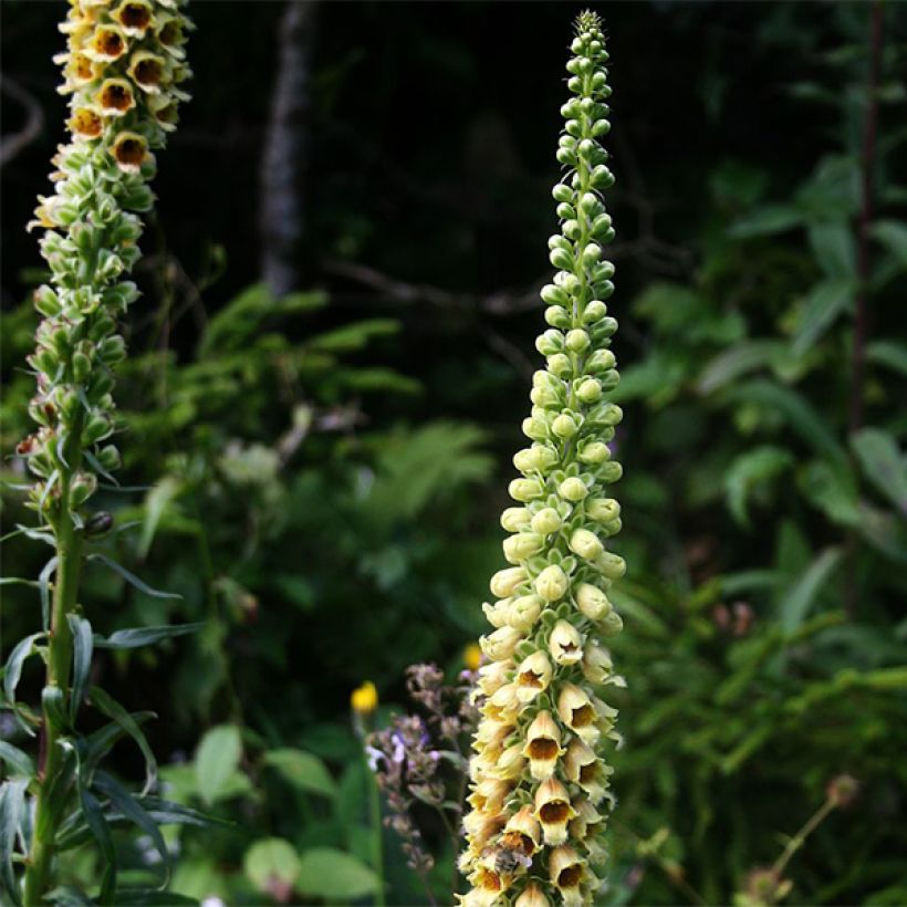 Digitalis ferruginea Gigantea - Rostfarbiger Fingerhut (Flowering)