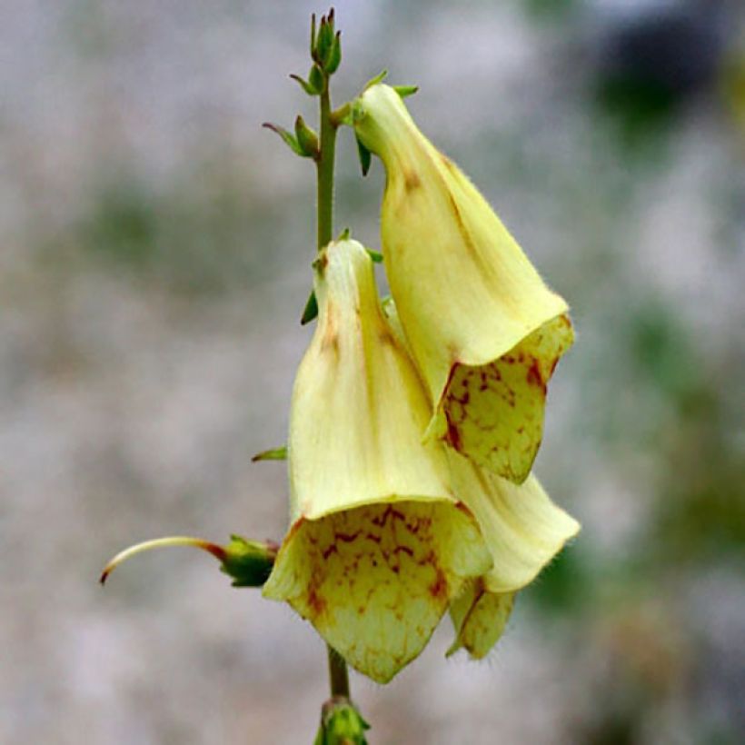 Digitalis grandiflora - Großblütiger Fingerhut (Flowering)