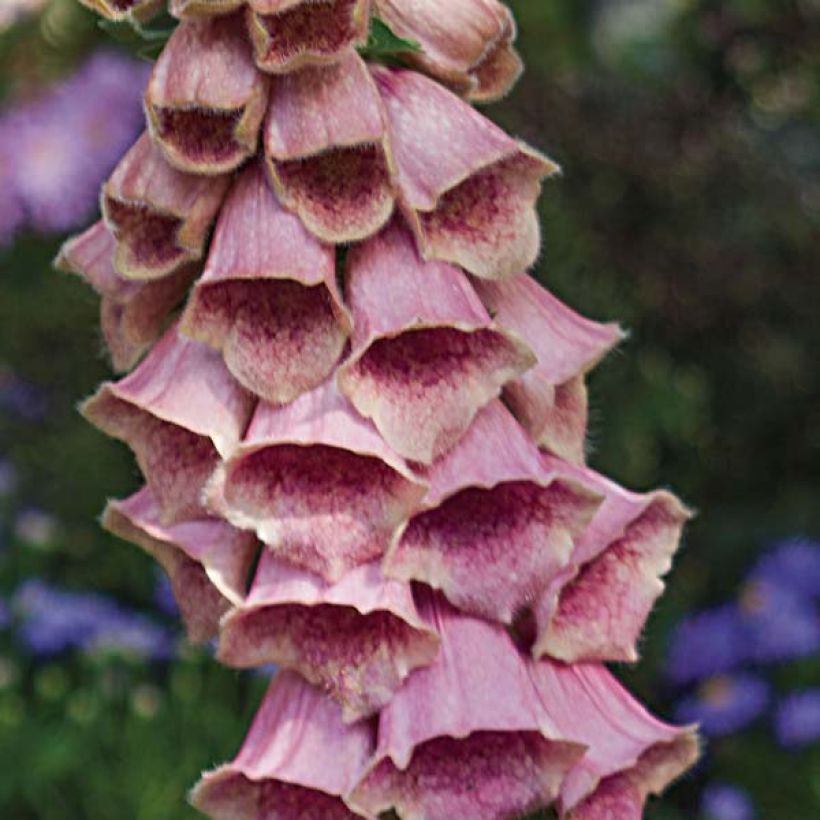 Digitalis mertonensis - Mehrjähriger Fingerhut (Flowering)