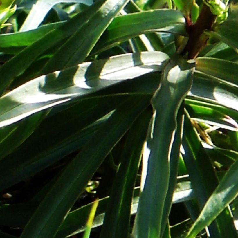 Digitalis obscura - Dunkler Fingerhut (Foliage)