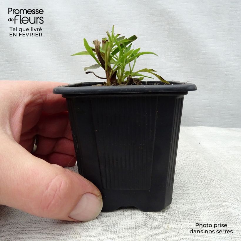 Example of Digitalis obscura - Dunkler Fingerhut Kleine Töpfe von 8/9 cm as you get in hiver