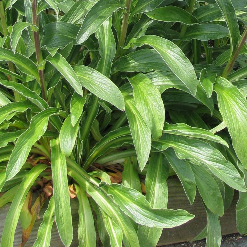 Digitalis parviflora - Kleinblütiger Fingerhut (Foliage)