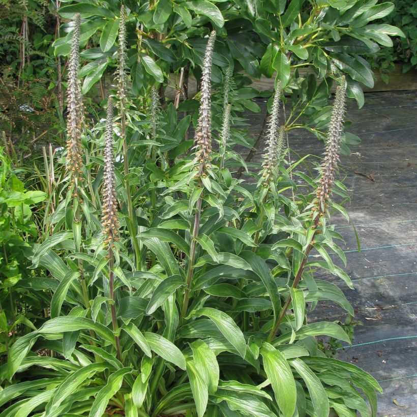 Digitalis parviflora - Kleinblütiger Fingerhut (Plant habit)