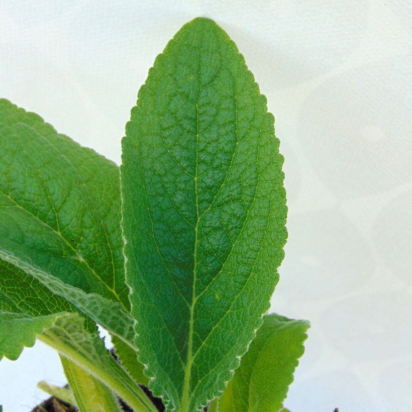Fingerhut Alba - Digitalis purpurea (Foliage)