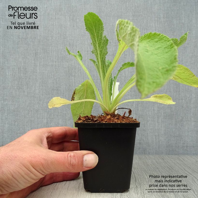 Example of Fingerhut Alba - Digitalis purpurea Kleine Töpfe von 8/9 cm as you get in automne