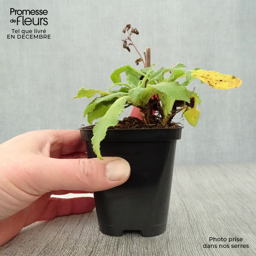 Exemplar von Fingerhut Alba - Digitalis purpurea Kleine Töpfe von 8/9 cm wie im Winter geliefert