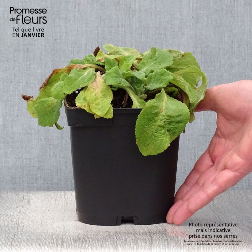 Exemplar von Fingerhut Alba - Digitalis purpurea Topf mit 2L/3L wie im Winter geliefert