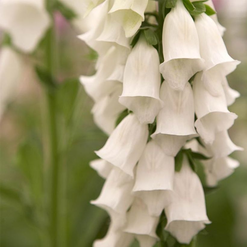 Fingerhut Snow Thimble - Digitalis purpurea (Flowering)