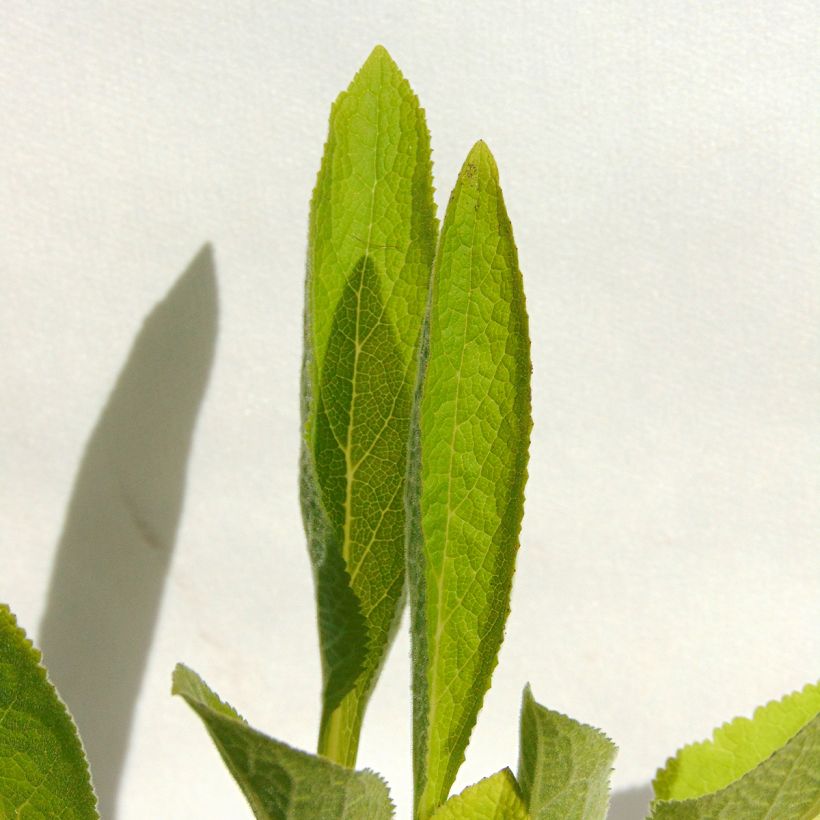 Fingerhut Snow Thimble - Digitalis purpurea (Foliage)