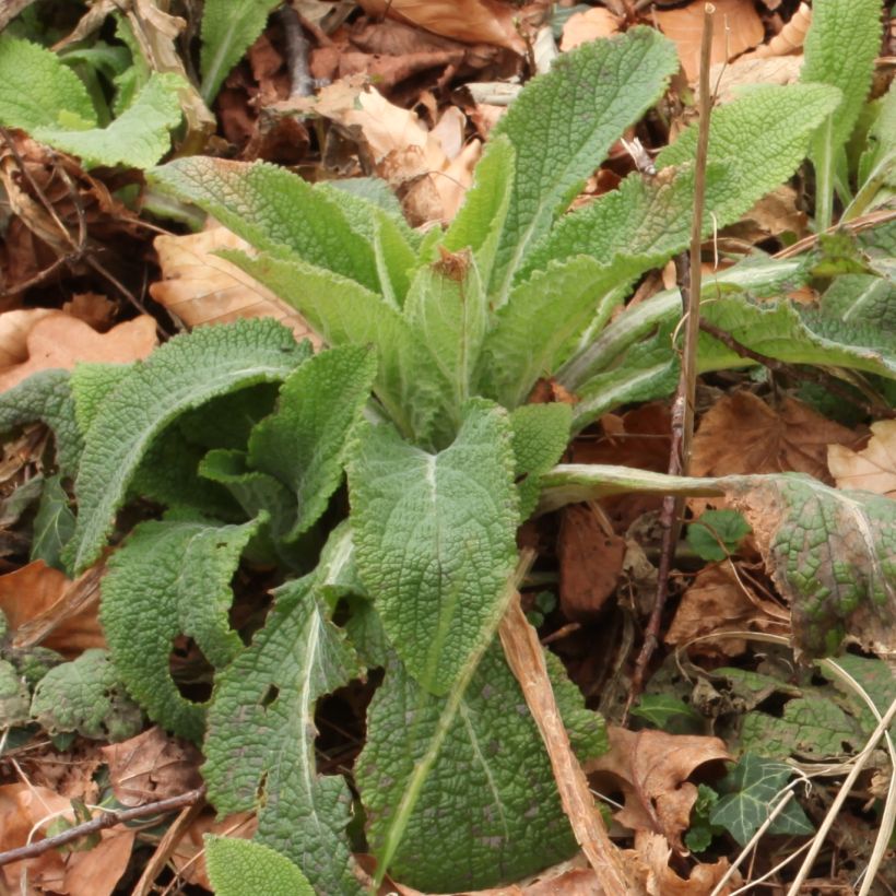 Fingerhut - Digitalis purpurea subsp. nevadensis (Foliage)
