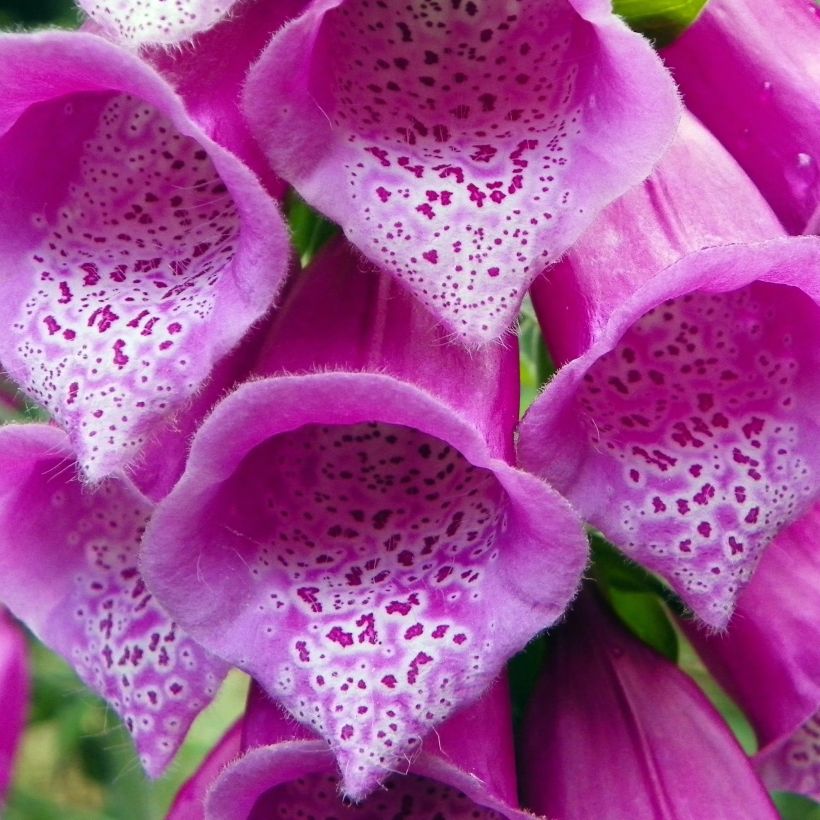 Fingerhut - Digitalis purpurea subsp. nevadensis (Flowering)