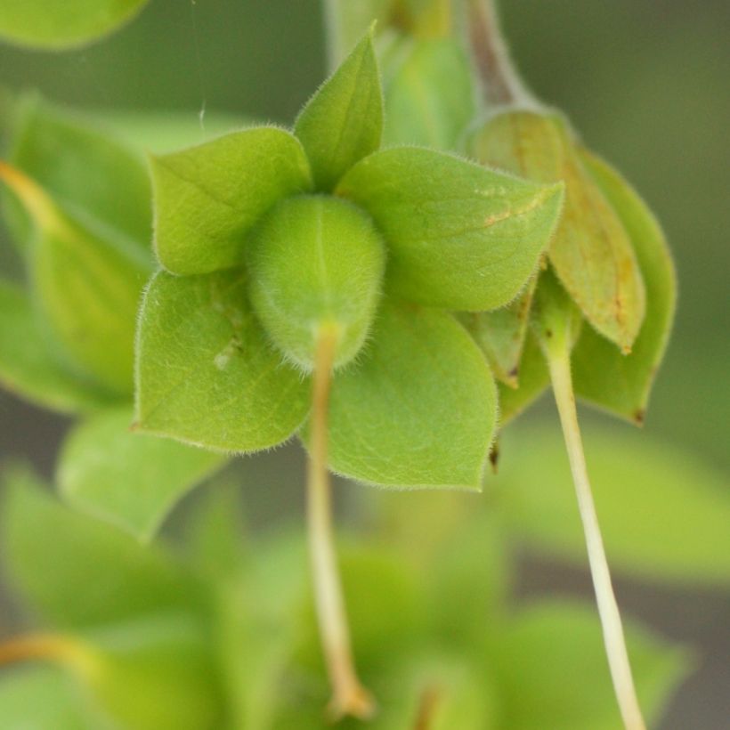 Fingerhut - Digitalis purpurea subsp. nevadensis (Harvest)