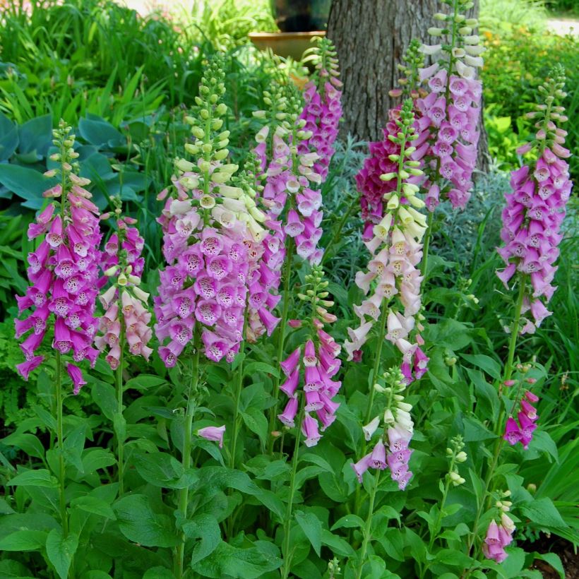 Fingerhut - Digitalis purpurea subsp. nevadensis (Plant habit)