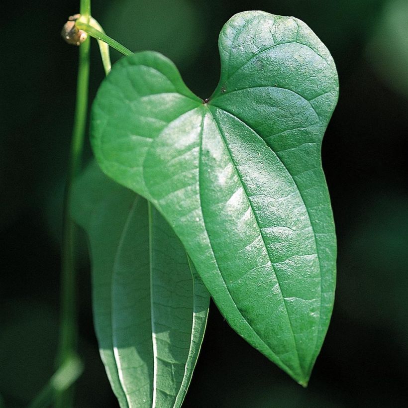 Dioscorea batatas - Chinesische Yamswurzel (Foliage)