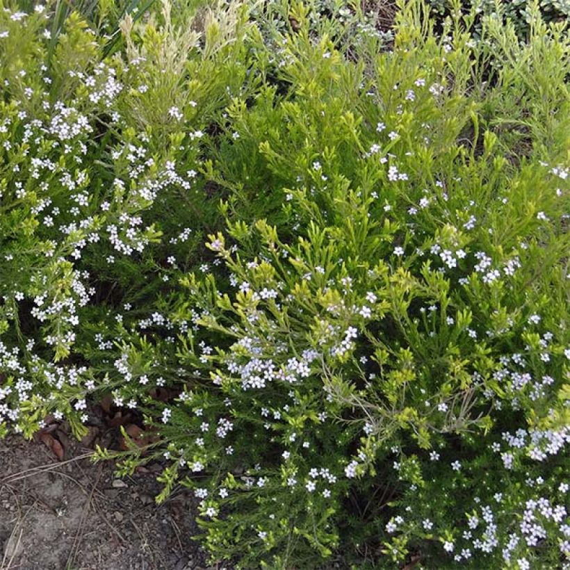 Diosma hirsuta Sunset Gold - Götterduft (Plant habit)