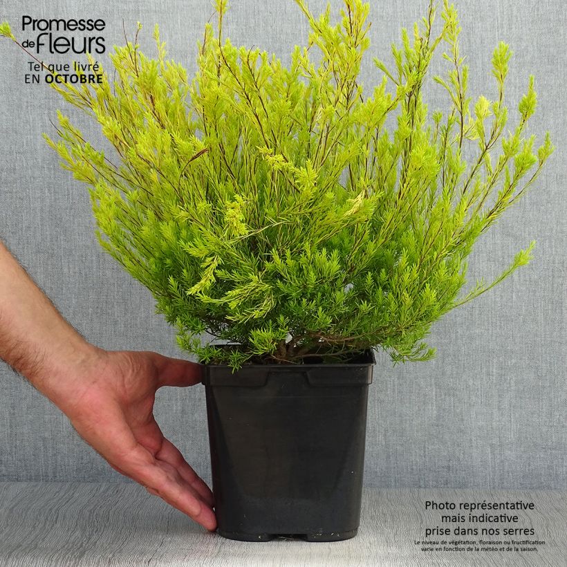 Example of Diosma hirsuta Sunset Gold - Götterduft Topf mit 2L/3L as you get in automne