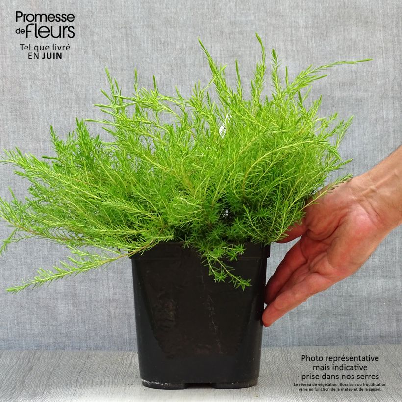 Exemplar von Diosma hirsuta Sunset Gold - Götterduft Topf mit 2L/3L wie im Sommer geliefert