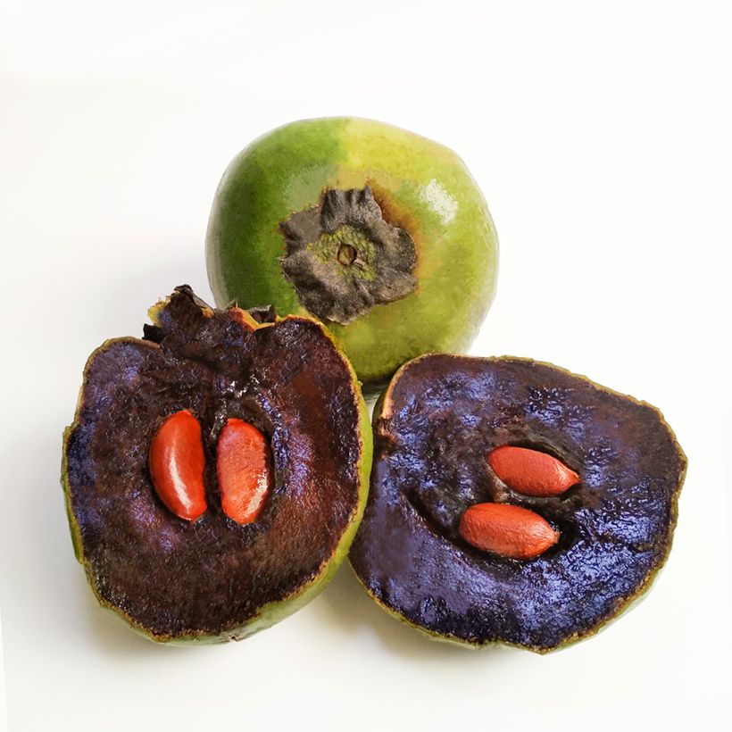 Diospyros digyna - Schwarze Sapote (Harvest)
