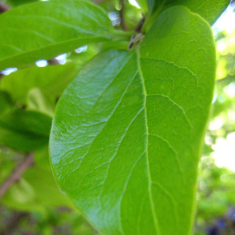 Kaki-Pflaume - Diospyros kaki (Foliage)