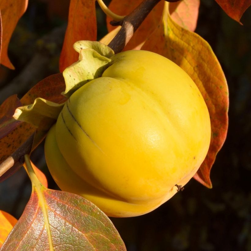 Kaki-Pflaume - Diospyros kaki (Harvest)