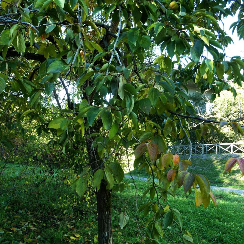 Kaki-Pflaume - Diospyros kaki (Plant habit)