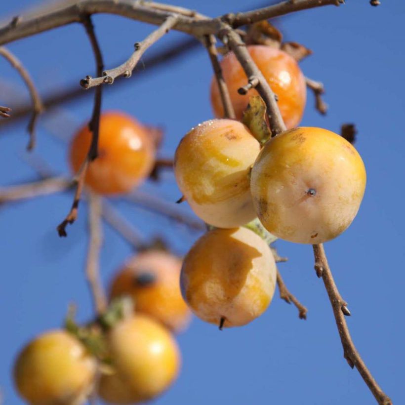 Virginische Dattelpflaume SAA Pieper - Diospyros virginiana (Harvest)