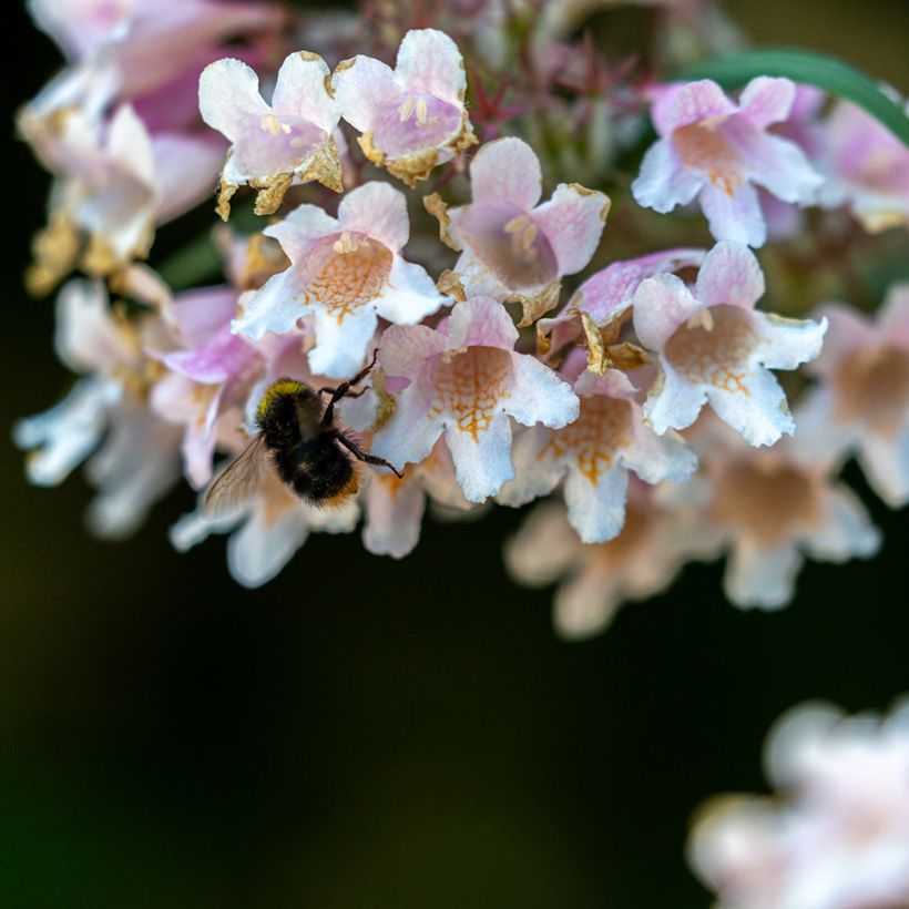 Dipelta floribunda - Doppelschild (Flowering)