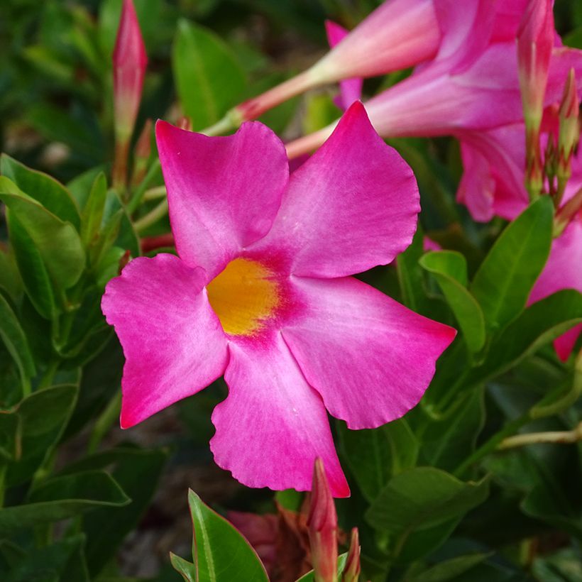 Dipladenia Bella Pink - Mandevilla (Flowering)