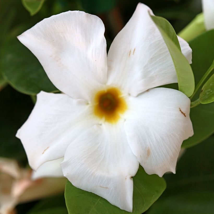 Dipladenia BELLA White - Mandevilla (Flowering)
