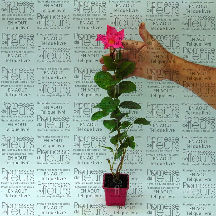 Example of Dipladenia Diamantina Jade Pink - Mandevilla Kleine Töpfe von 7/8 cm as you get