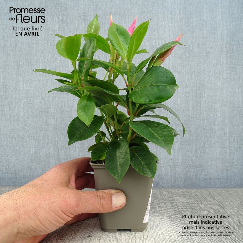 Example of Dipladenia Diamantina Jade Pink - Mandevilla Topf 10 cm/11cm as you get in printemps