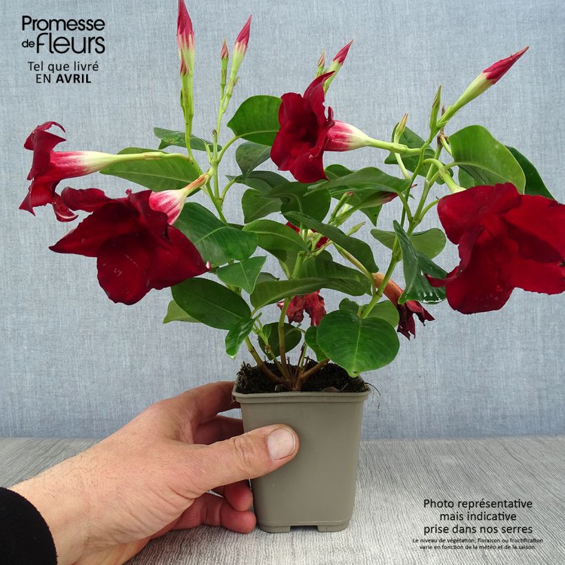 Exemplar von Dipladenia Diamantina Jade Red - Mandevilla Topf mit 2L/3L wie im Frühjahr geliefert