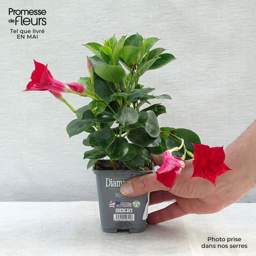 Example of Dipladenia Diamantina Jade Scarlet - Mandevilla Topf 10 cm/11cm as you get in printemps