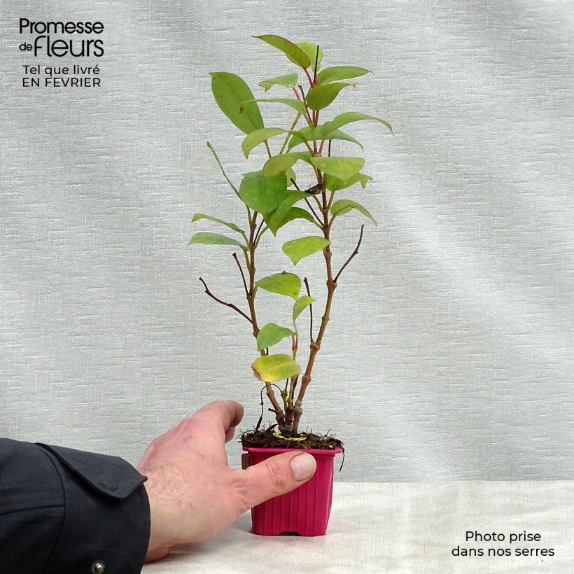 Example of Dipladenia Diamantina Jade Scarlet - Mandevilla Kleine Töpfe von 7/8 cm as you get in hiver