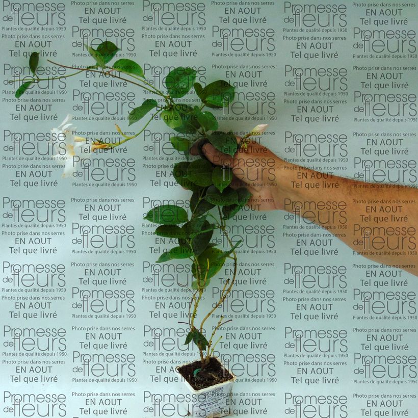Example of Dipladenia DiamantinaJade White - Mandevilla Kleine Töpfe von 7/8 cm as you get