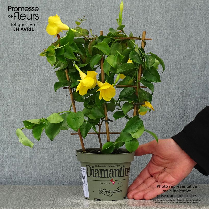 Example of Dipladenia Diamantina Opale Citrine 2.0 - Mandevilla Topf mit 1L/1,5L as you get in printemps