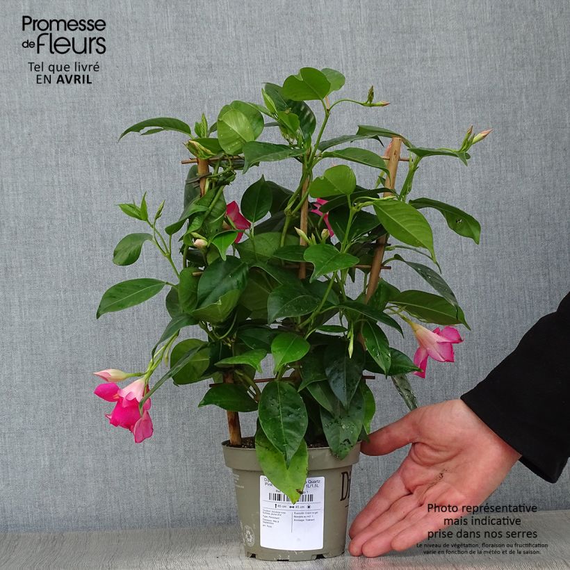 Exemplar von Dipladenia Diamantina Quartz Pink & Yellow - Mandevilla Topf mit 1L/1,5L wie im Frühjahr geliefert